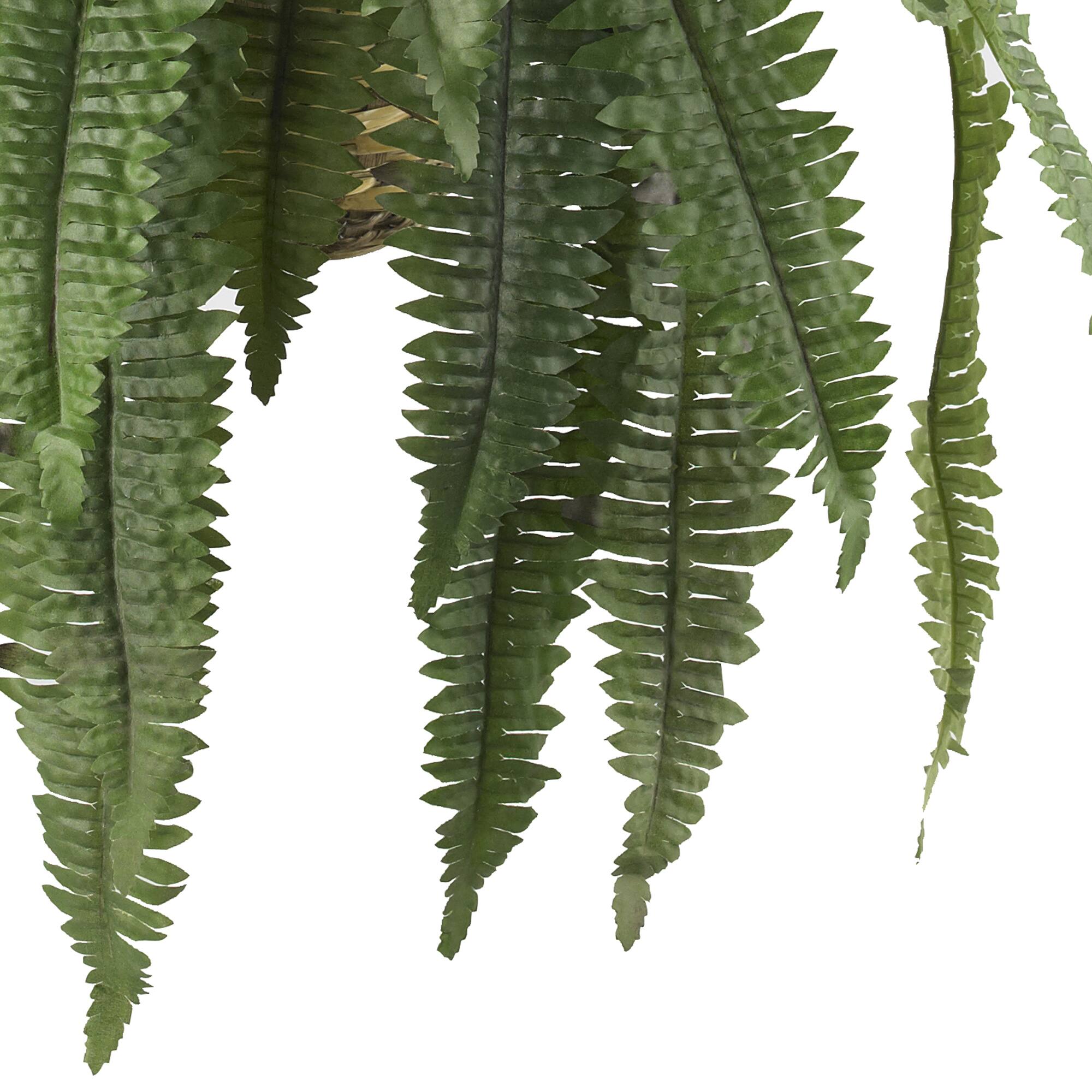22" Boston Fern Hanging Basket